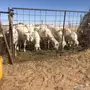 غنم حريات للبيع يم البجادية