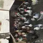 بيض فيومي مخصب