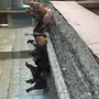 مزرعة دواجن للتقبيل 