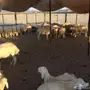 طليان حريه عدد 40 