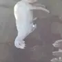 للبيع نعجتين بعيالها وحده معاها رخل لها شهرين