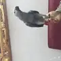 كاسكو صيد للبيع حمامه