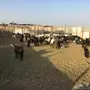 ماعز للبيع