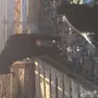 تيس لبني للبيع 