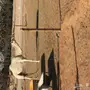 ناقتين وضح