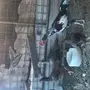 بيض دجاج باكستاني مخصب