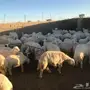 طليان ورخال للبيع