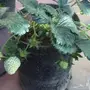 شتلات فراولة مثمره 