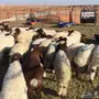 للبيع هرافى نعيم عدد 38