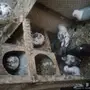 حمام باكستاني طيار للبيع