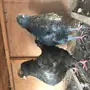 طبات كنق مدينا لون وشكل 