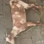 تيس وعناق جيشيه سمان