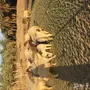 شياه مواليد عددهن 27 