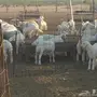طليان ورخال للبيع حري