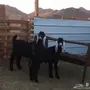 تيوس عوارض مقنى