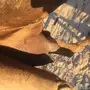 ناقه منيحه للبيع 