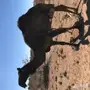 ناقه ضايعه