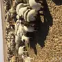 هرافي نعيم 