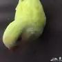 فرخ روز غر لاتينو 