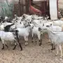 غنم والبيع سمح 