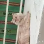قطة أليفة  لون جذاب 