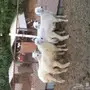 للبيع 4 طليان سمان 