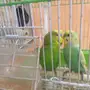 ذكرين بادجي 