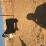 تيس عارضي 