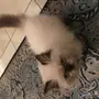 بسه شيرازي هاف بيكي فيس للبيع