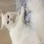 قط للبيع 