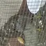 صقر شاهين جير 