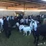 معزاء طيبه مراح واحد للبيع