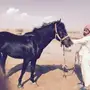 عندي حصان اسود ابي ابيعه كاش او بدل بناقة