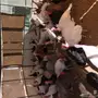 رومي ذكور واناث 9 شهور