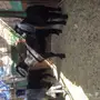 جفار منوة القناي 