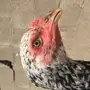 دجاج سندي