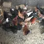 للبيع دجاج وديكه
