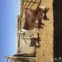 هولنديه خصم معها2
