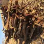 حطب البيع قرض