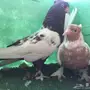 حمام ايراني جوز 