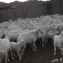 ضان حريه صنف 100 تحتها 50