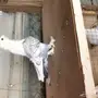 ستنايت مستوى طيب