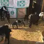 3 تحتها 4 معزا للبيع 