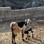 غنم  للبيع صنف الصنف