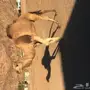 فحل للبيع 