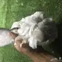 كشكشي فاخر للبيع 