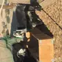 معزا طيبه للبيع في الجبيل