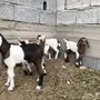 معزا ثلاثه تحتها سته