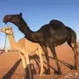 للبيع بكرة ثنيه مجهم طيبه 