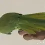 للبيع دره 